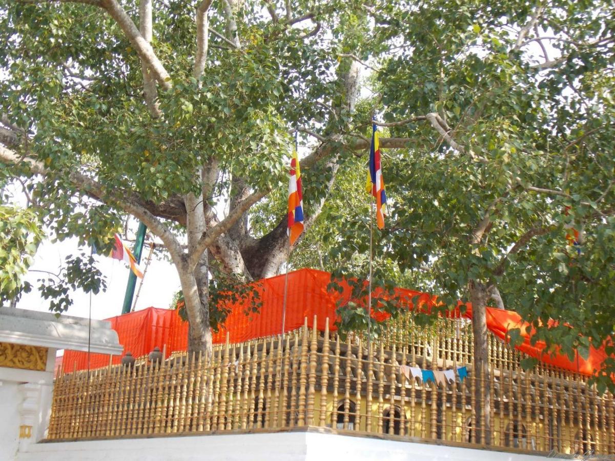Kubura Resort Anuradhapura Ngoại thất bức ảnh